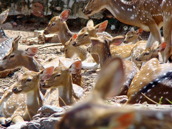 Tirumala Deer Park Reserve