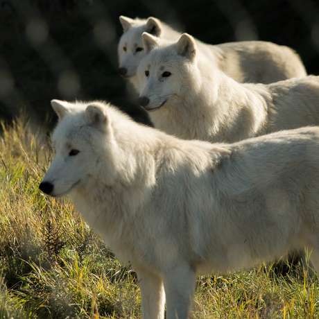 1zfox9rcd8aqyn4a4mejokbjmo5d ajaja marraq siija the