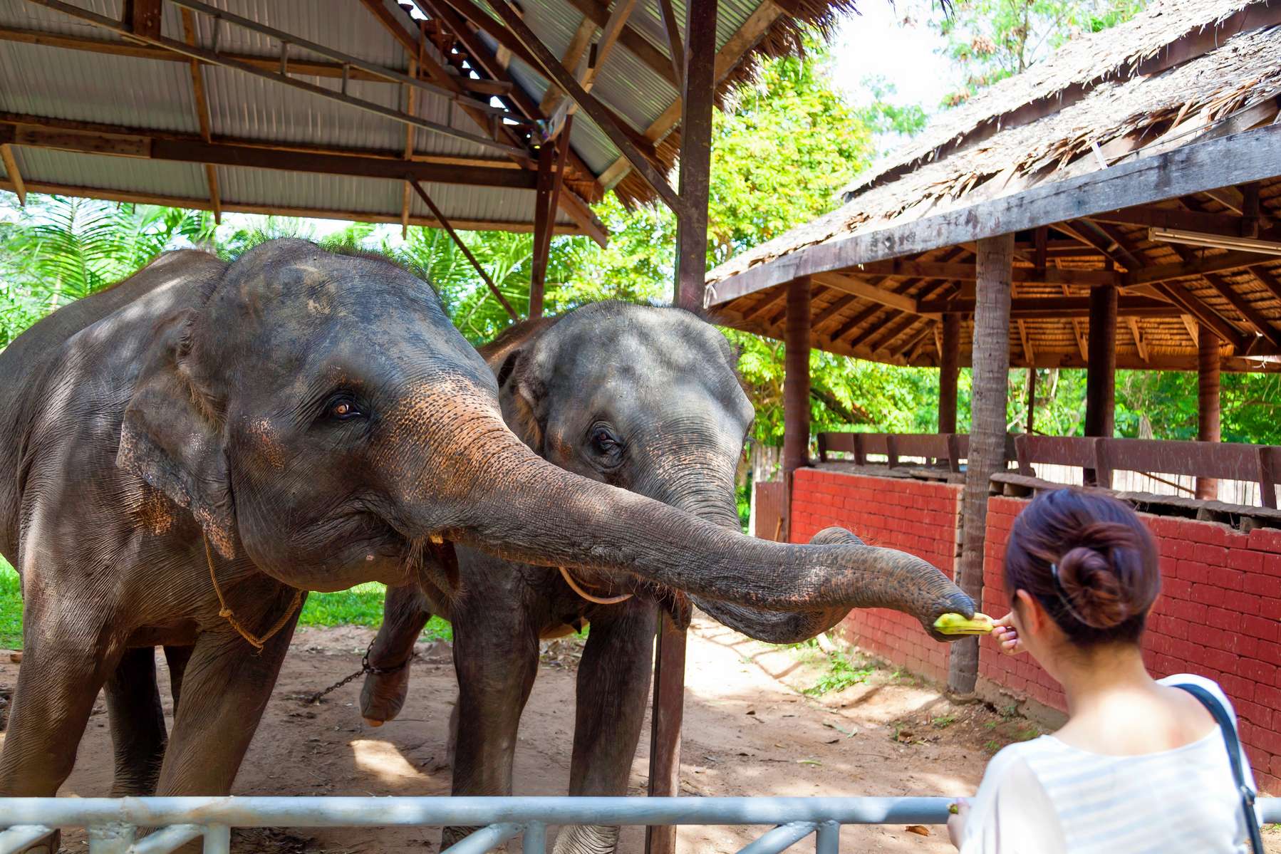 Phuket Safari Tour Image