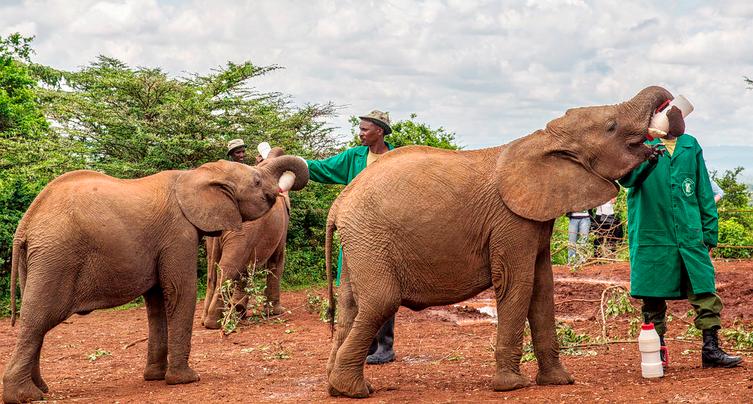 David Sheldrick Wildlife Trust