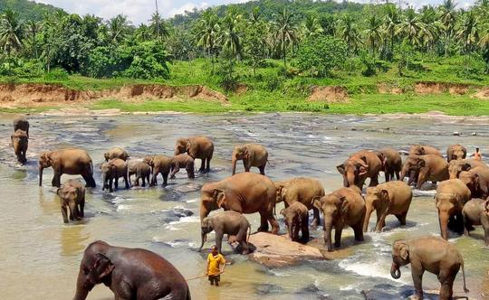 Pinnawala Elephant Orphanage Day Trip from Kandy Image