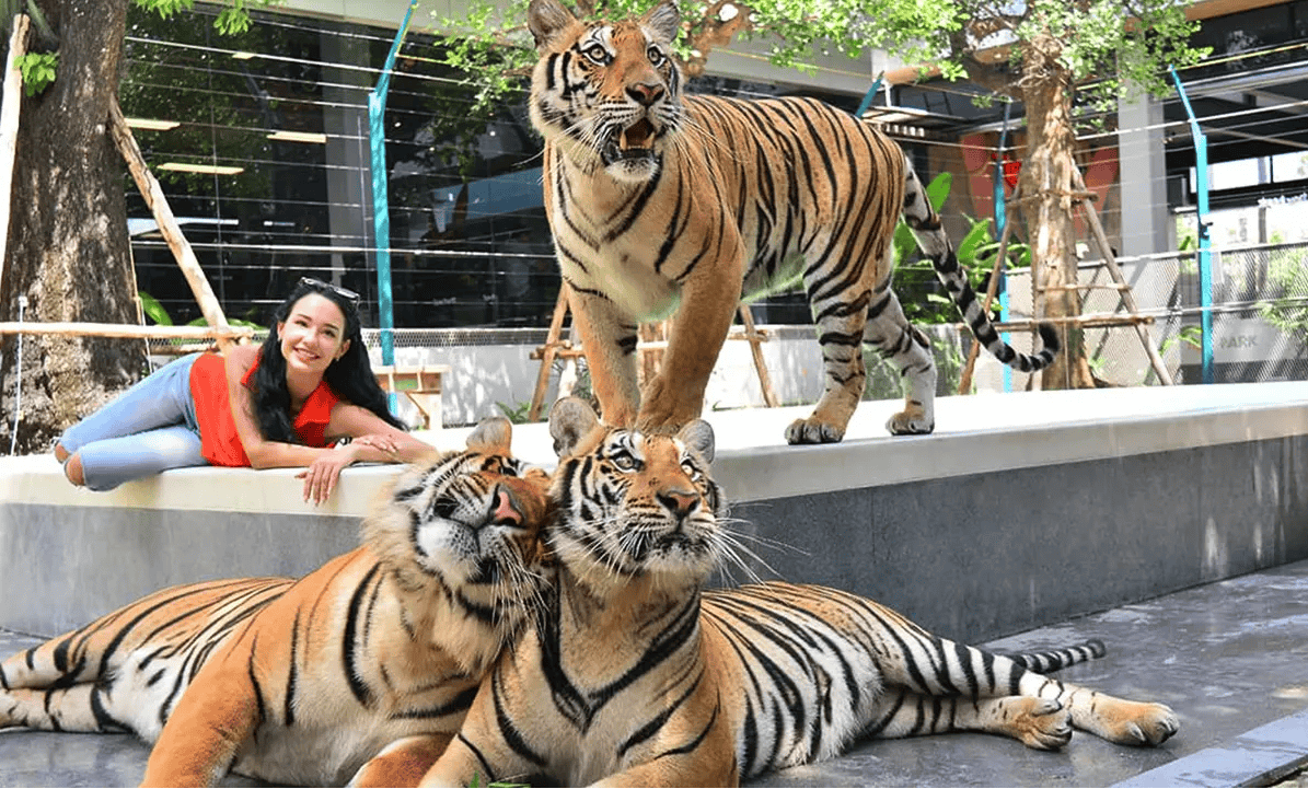 Tiger Park Pattaya Tickets  Image