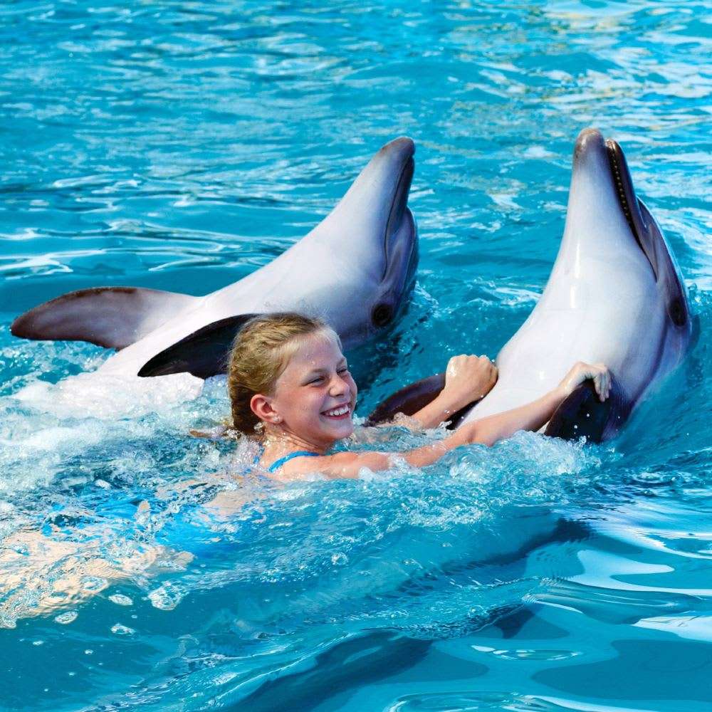 Pattaya Dolphinarium Tickets Image