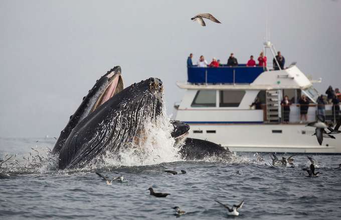 Whale Watching in Los Angeles