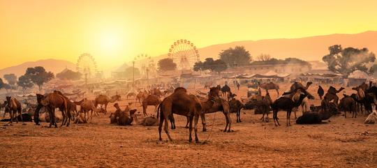 3 Days Luxury Pushkar Tour from Jaipur Image