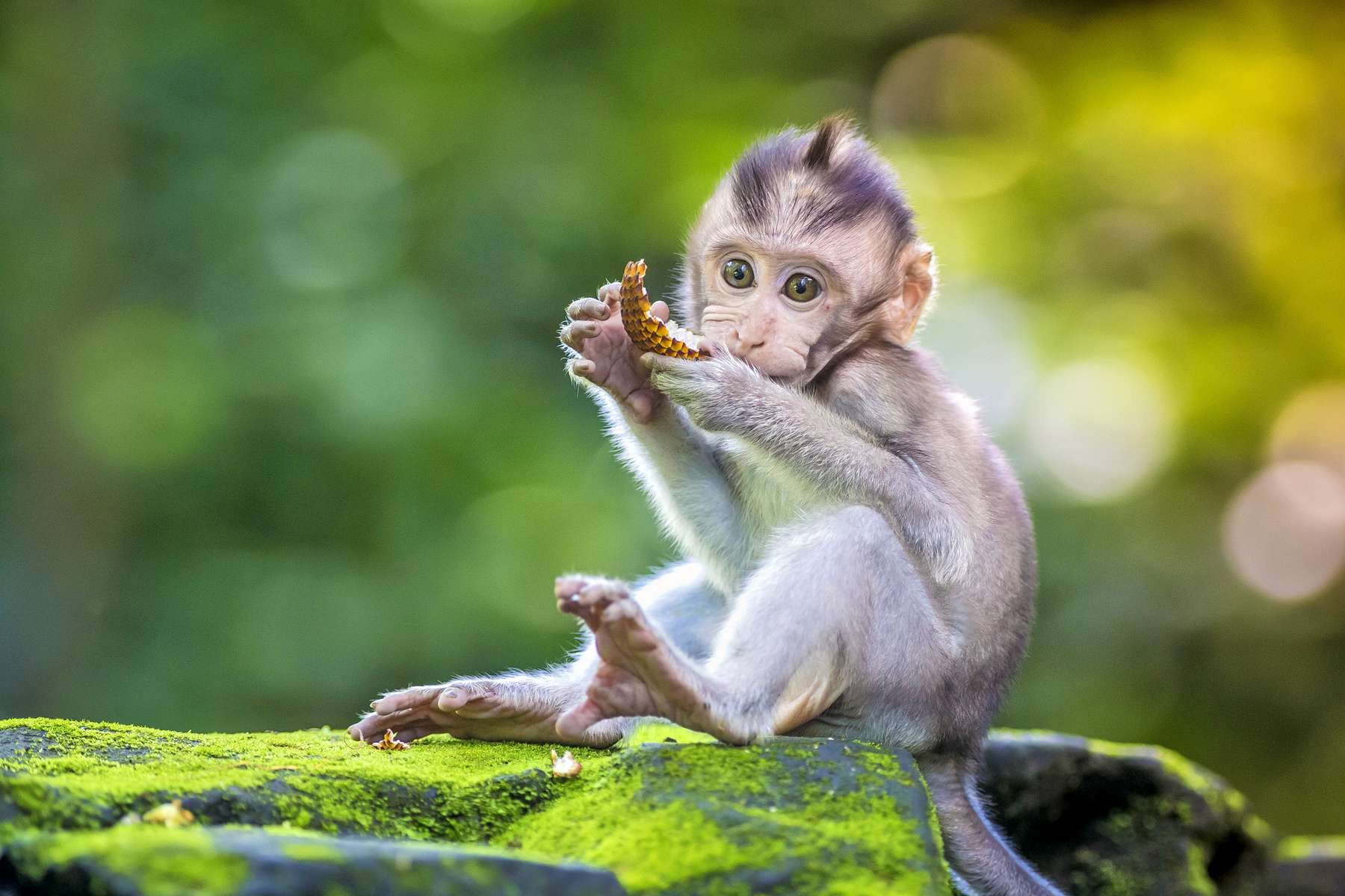 Tegenungan Waterfall Tour Image