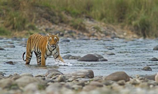 Jim Corbett And Nainital Tour From Delhi Image