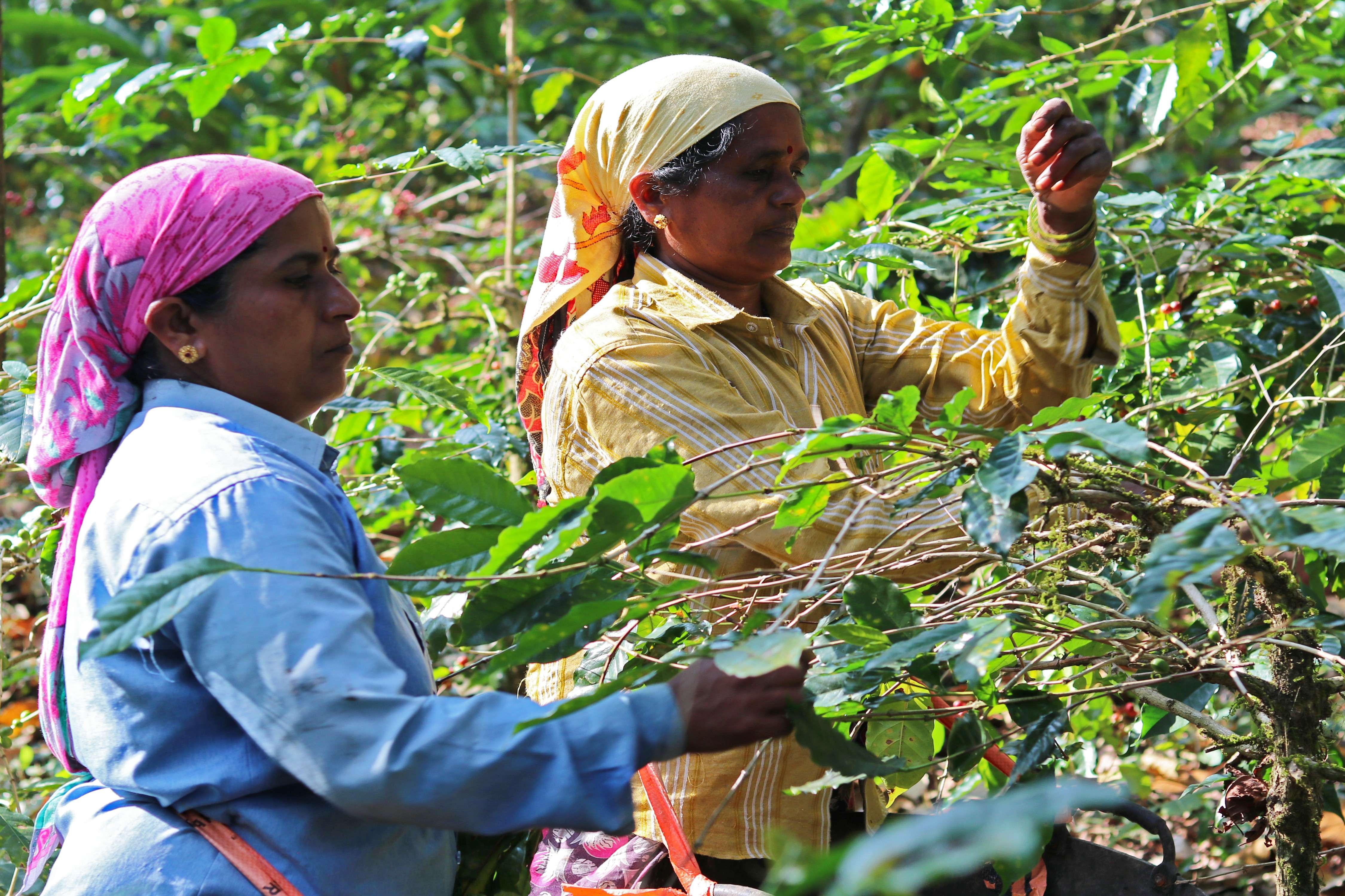 Explore lush coffee and spice plantations on a scenic guided estate walk