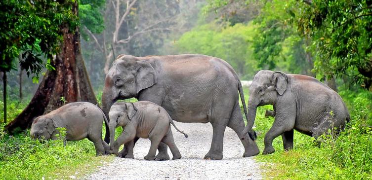 Jaldapara National Park