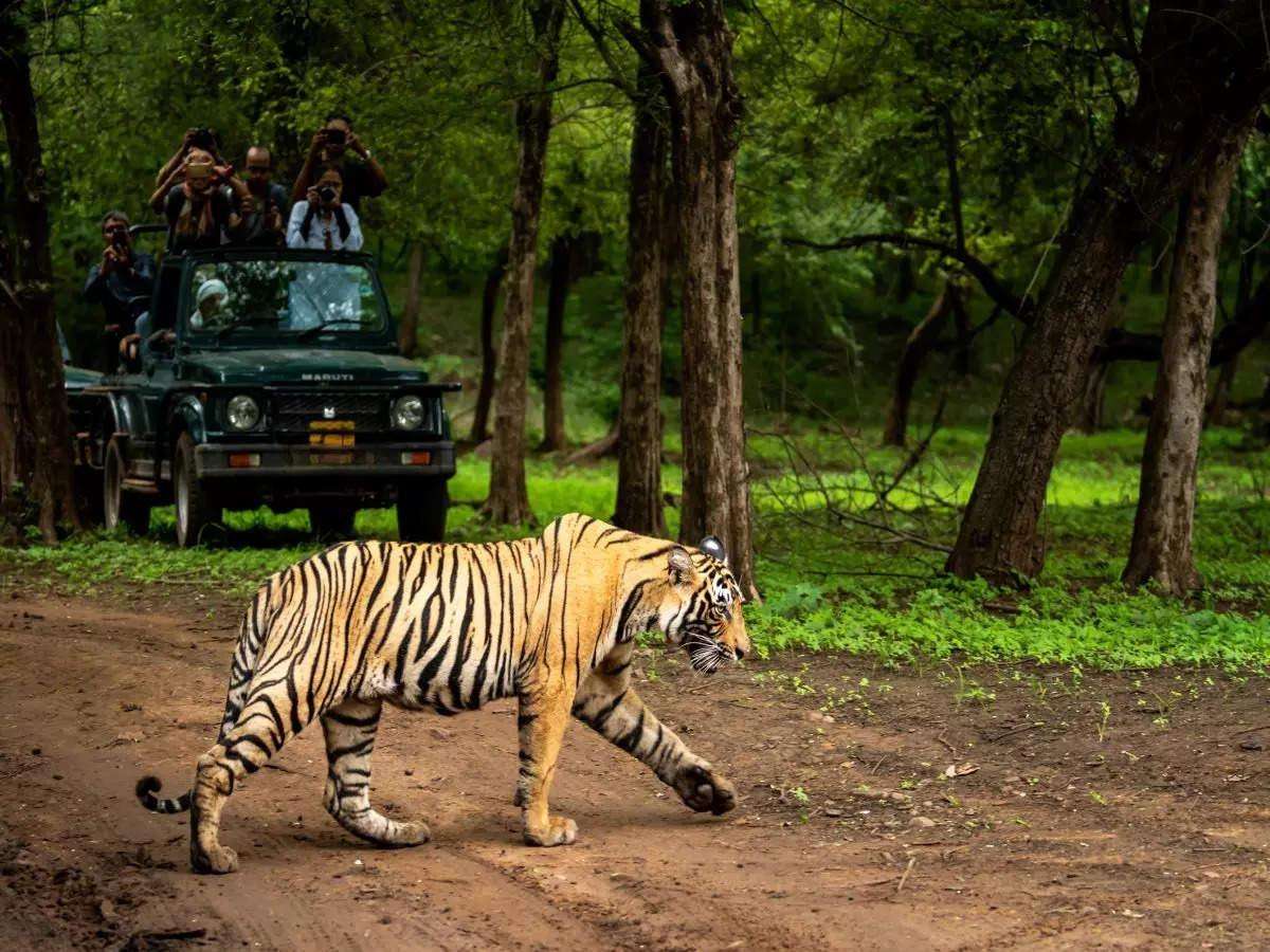 Tourists encountering the Royal Bengal Tiger during Corbett Safari 