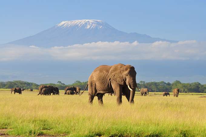 Elephants in Amboseli National Park