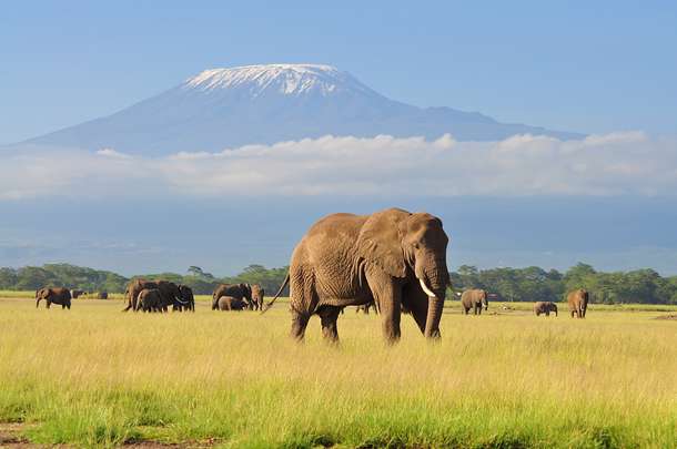 Elephants in Amboseli National Park