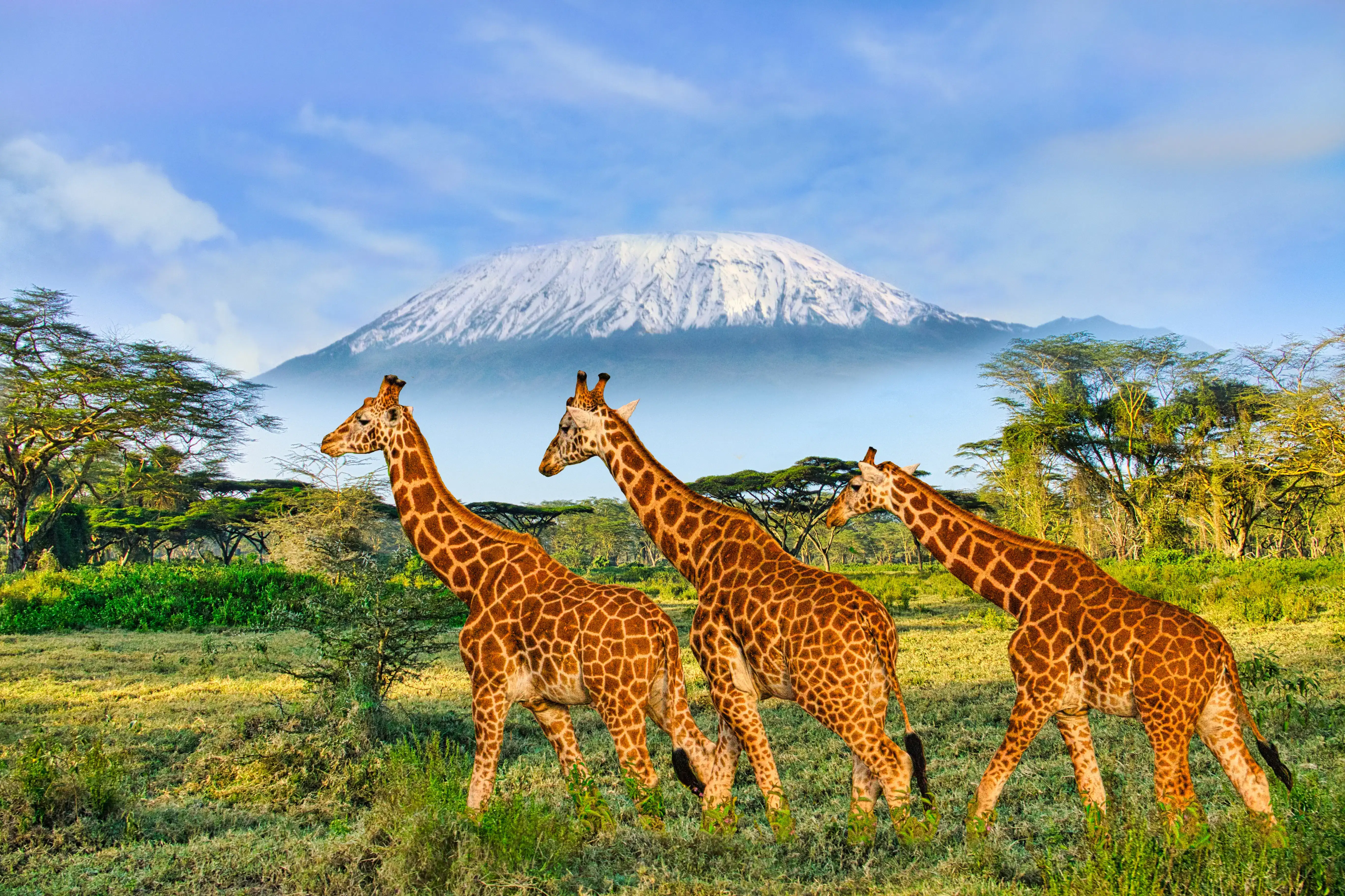 Giraffes spotted at Amboseli National Park