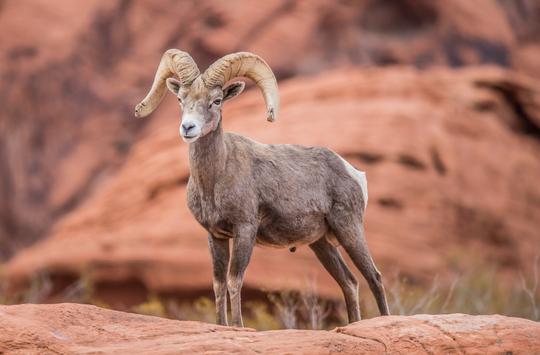 Red Rock Canyon Electric Bike Tour Image