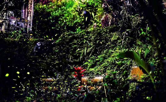 Rajmachi Fireflies Trek Image