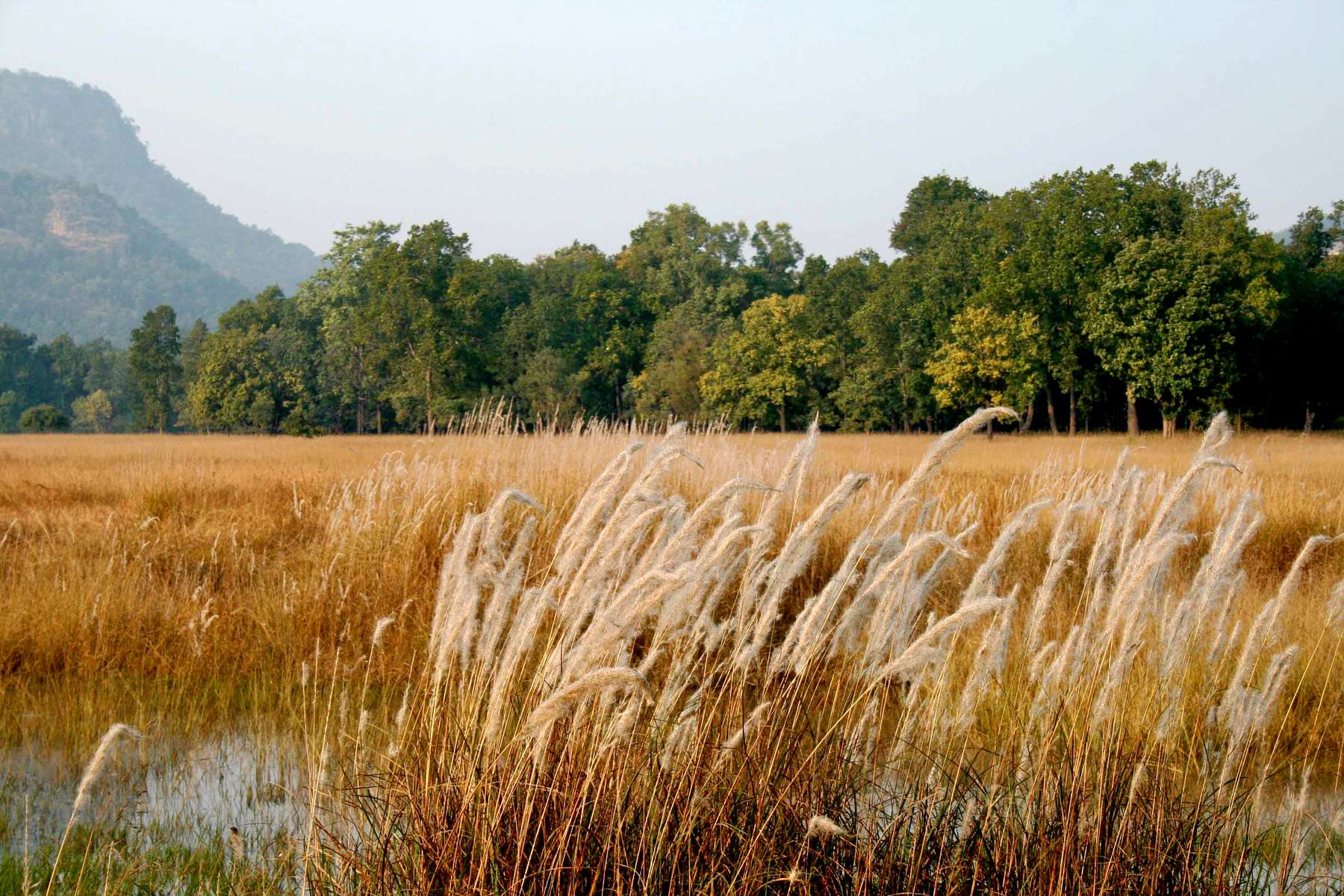 Short Trip to Bandhavgarh National Park Image