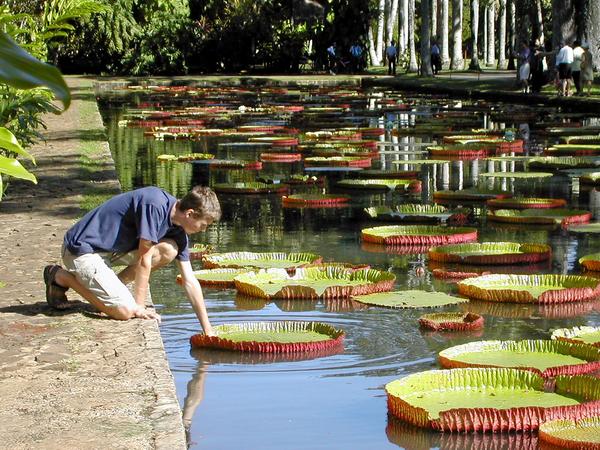 Mauritius National Botanical Garden