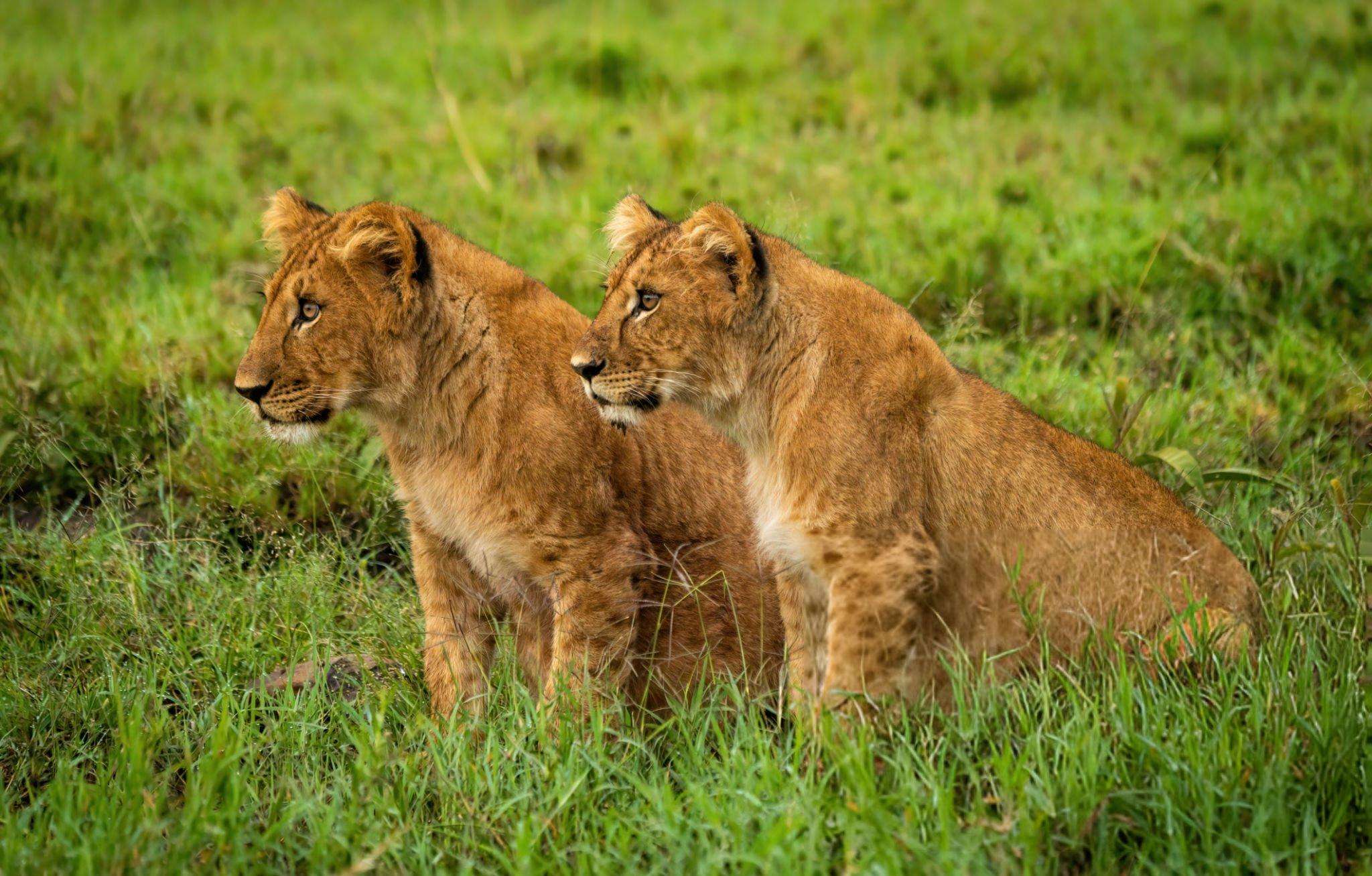 Lioness resting in the golden savannah of Masai