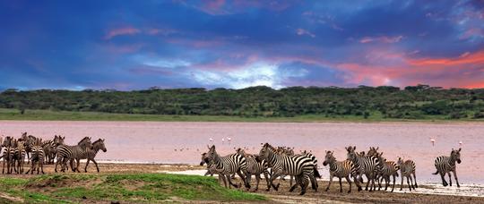 Kenya Tanzania Tour Package from India Image