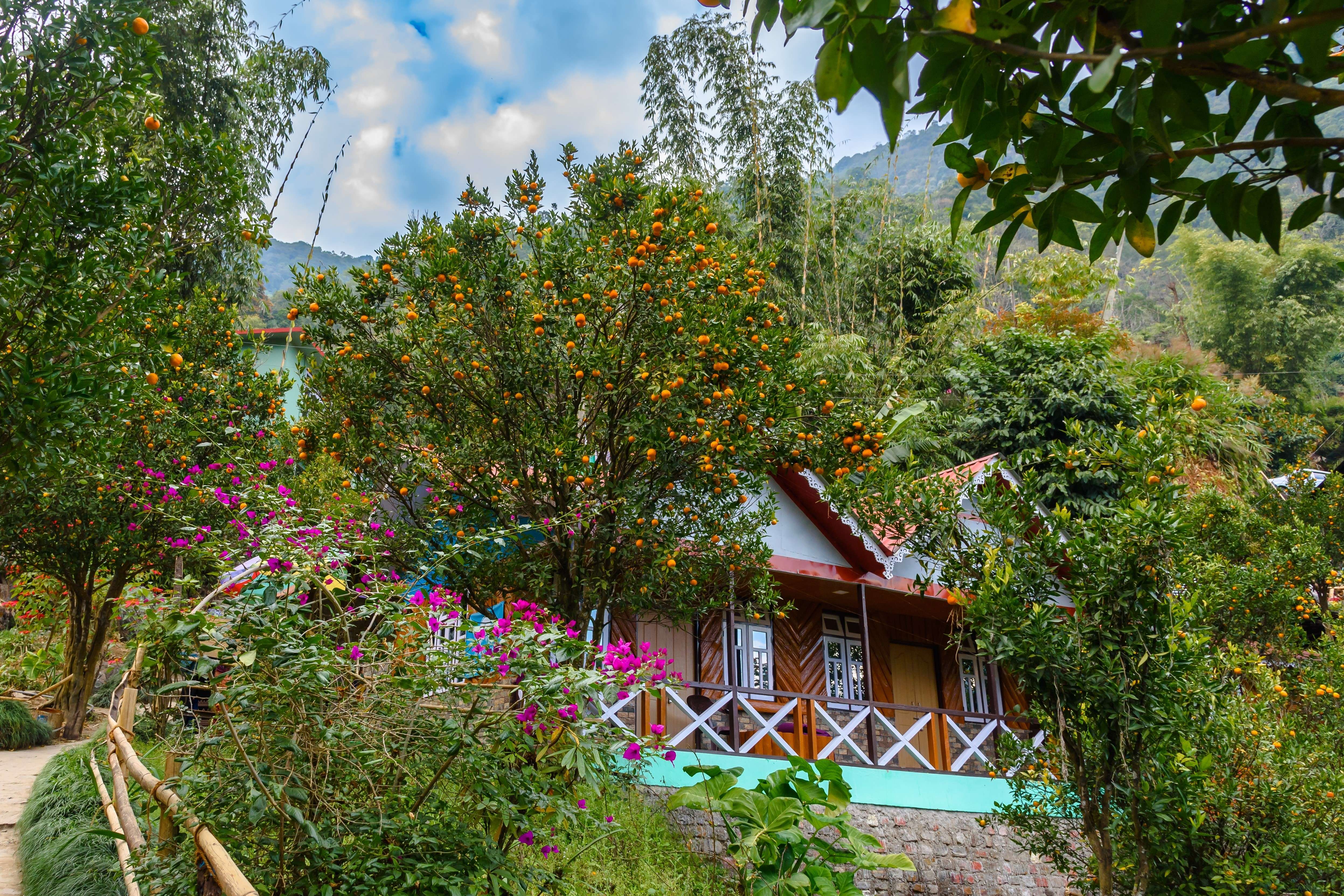 Explore the famous Orange Garden of Pelling with other attractions on a 9-hour sightseeing tour