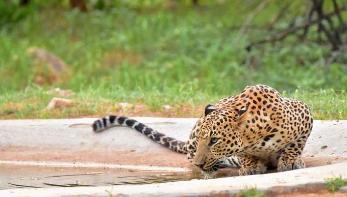 Spot Cheetah in its natural habitat