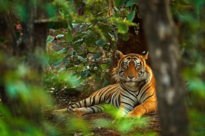 Ahmedabad To Ranthambore Tour Package