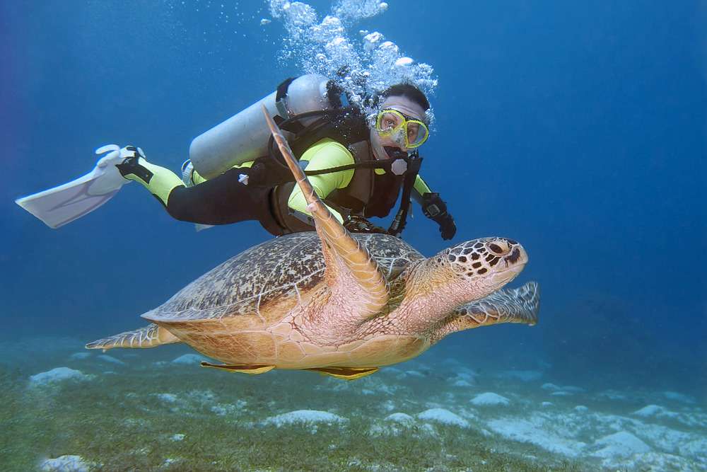 Scuba Diving Koh Tao Image