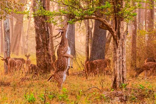 Mudumalai Jungle Safari Image