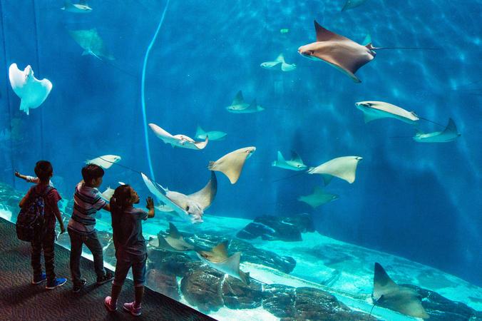Shanghai Ocean Aquarium