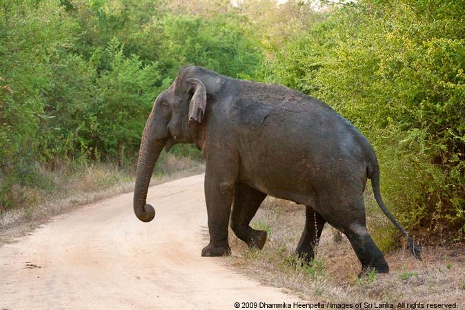Wasgamuwa National Park