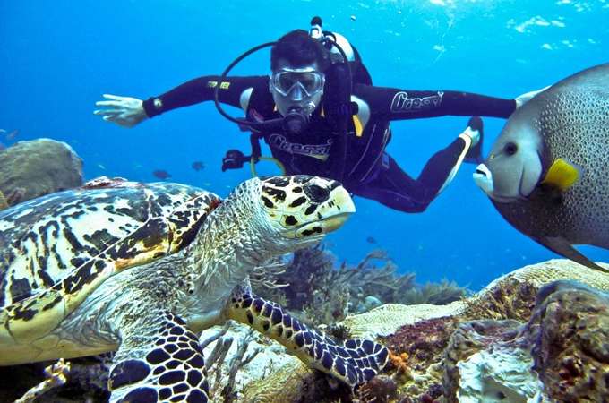 Get clicked with sea creatures