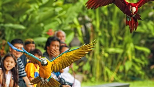 Bali Bird Park Tickets Image