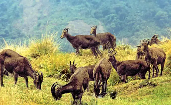 Waterfall Sightseeing Tour in Munnar