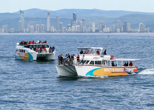 Whale Watching Cruise in Gold Coast Image