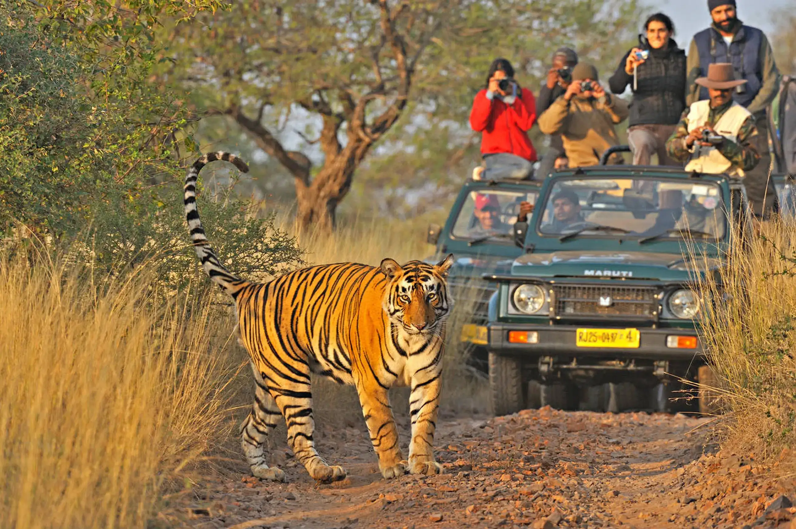Book a Safari in Sariska & get a chance to see a tiger right in front of your jeep
