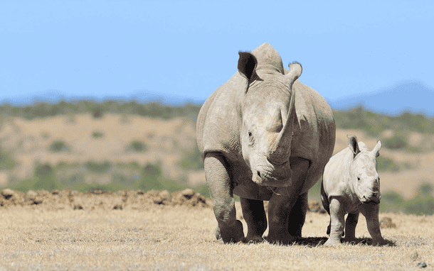 Catch a glimpses of baby Rhino with mom Rhino 
