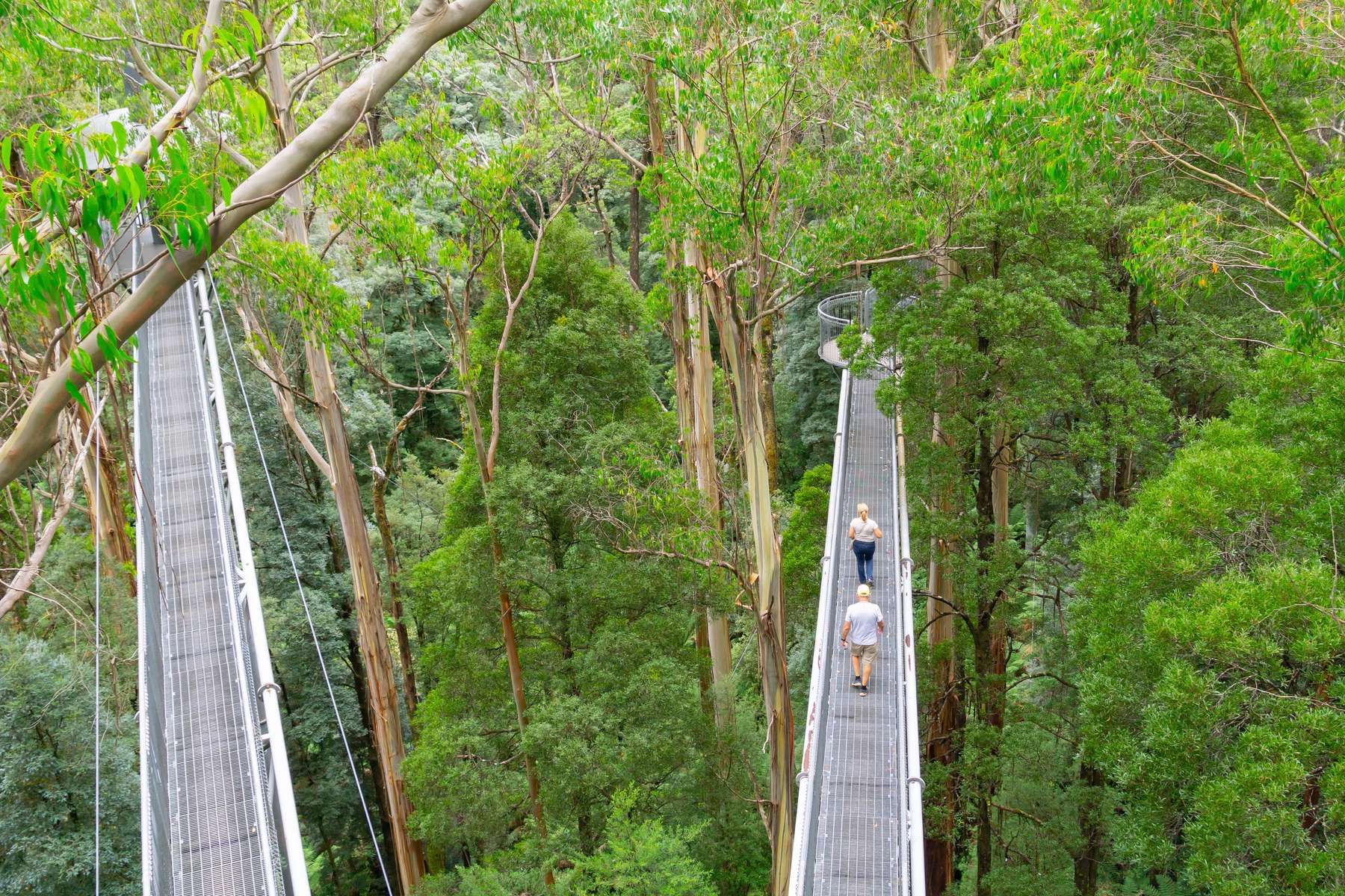 Otway Fly Treetop Adventures Tickets Image