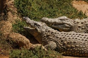 Cocodrilos Park Gran Canaria Tickets