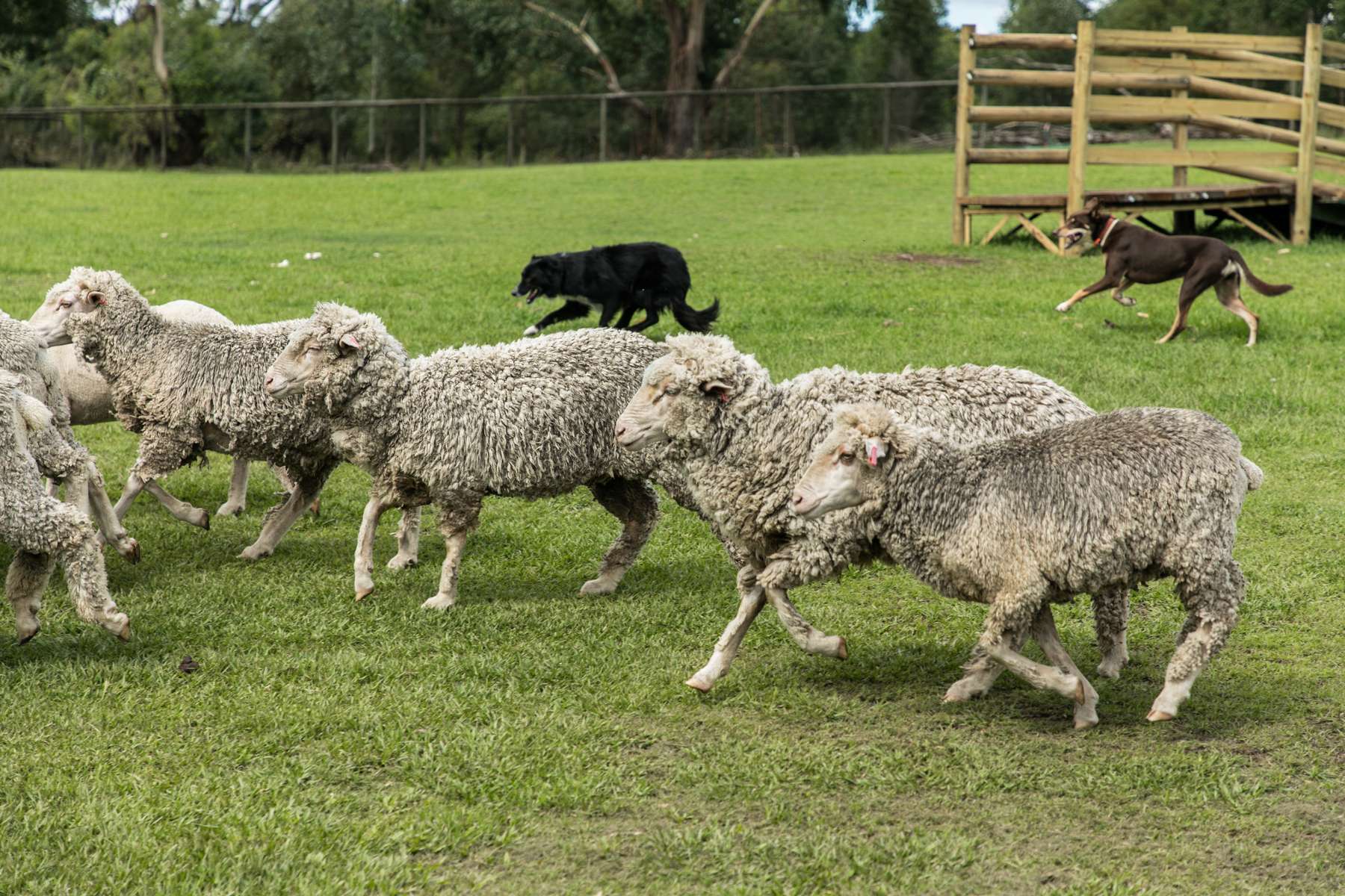 Lone Pine Koala Sanctuary Tickets Image