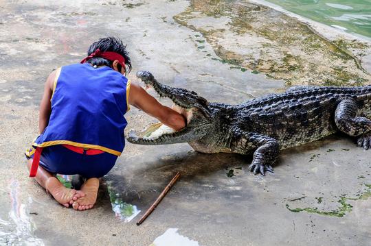 Crocodile Show Porosus Admission Ticket in Phuket Image