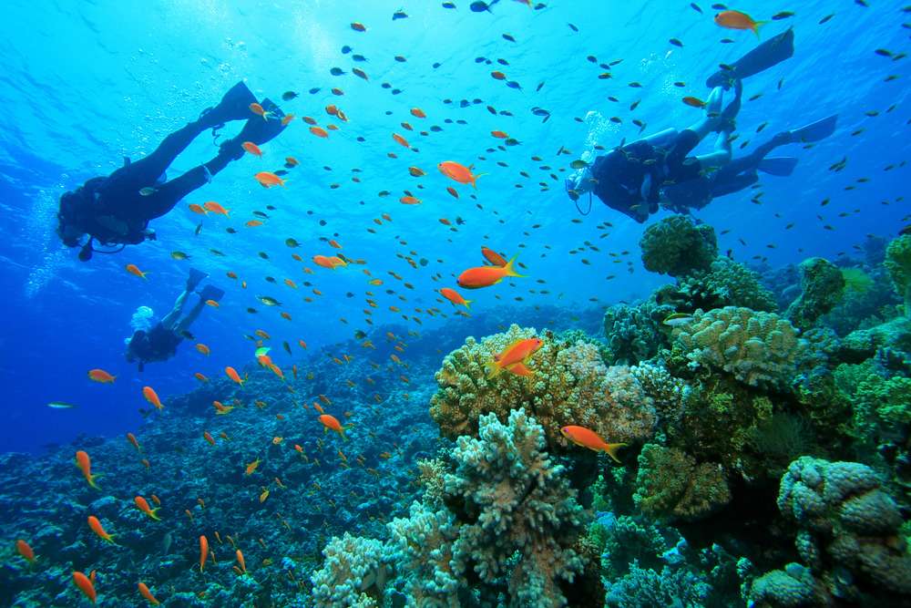 Scuba Diving In Andaman Image