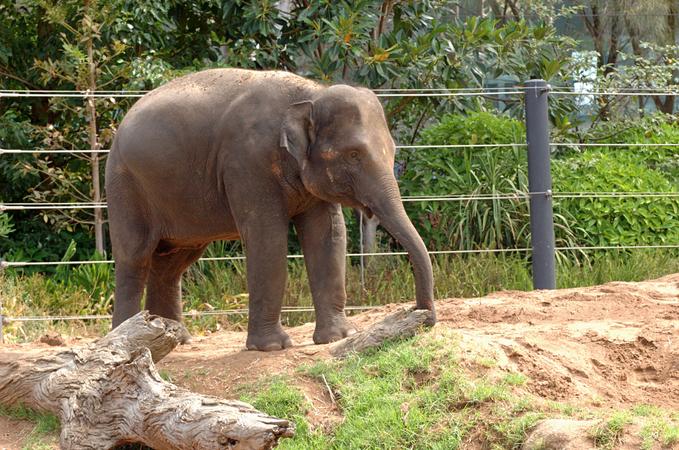 Sea View Elephant Camp   Nai Harn