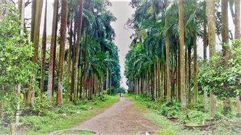3btqqm6jh1uwgmjwti4zcgr1zk69 1586256347 botanical garden kolkata
