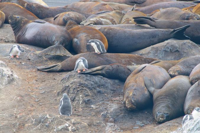 Colossal Penguin Colonies
