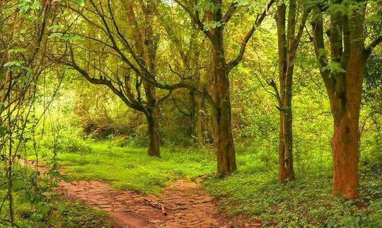 Scenic Trek To Canopy Hill Image