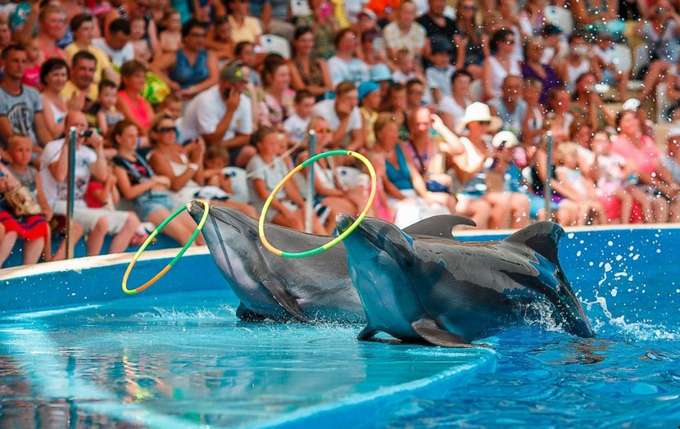 Dolphins performing their skills