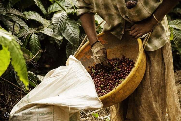 Madikeri & Talacauvery Full Day Trip Image