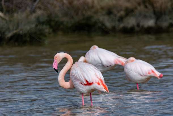 3mrkvqm0v7m2bmm1g65tgo6nk4xz shutterstock 2439777219