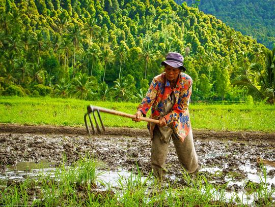 Scenic Rice Field Trekking in Ubud Image