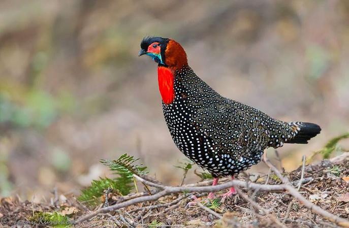 The Great Himalayan National Park
